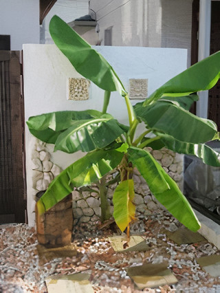 Tropical Foliage