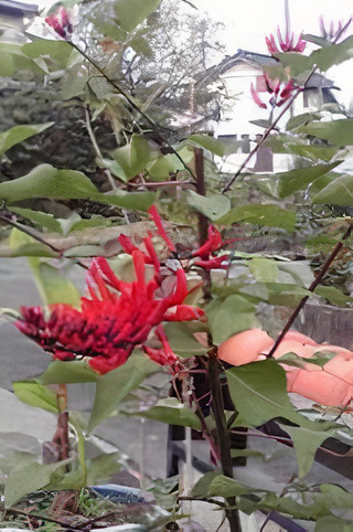 栃木県・サンゴシドウ
