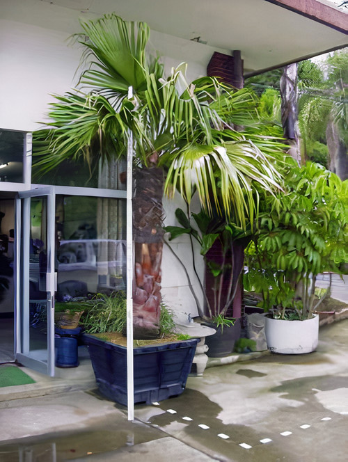Large Container Planting Examples / Delivery Example #2
