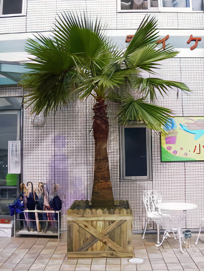 Large Container Planting Examples / Washingtonia #1