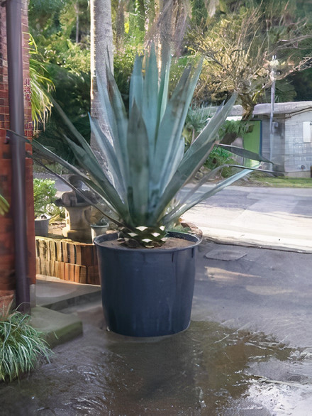 アオノリュウゼツラン：全体高さ2.5m位