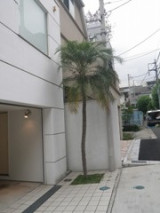 Private Gardens and Residences / Shinno Palm #2