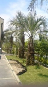 Private Gardens and Residences / Cocos Palm #5