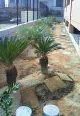 Private Gardens and Residences / Cocos Palm #6