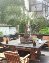 Private Gardens and Residences / Cocos Palm #10