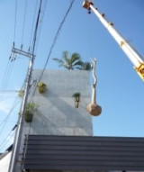 Private Gardens and Residences / Cocos Palm #18