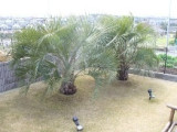 Private Gardens and Residences / Cocos Palm #19