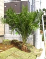 Private Gardens and Residences / Phoenix Roebelenii #20