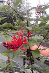 Private Gardens and Residences / Delivery Example #22