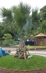 Private Gardens and Residences / Sabal Palm #23