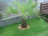Private Gardens and Residences / Cocos Palm #31