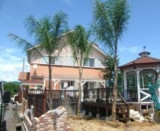 Private Gardens and Residences / Queen Palm #35
