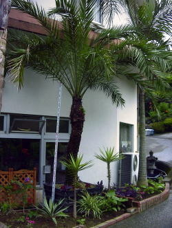 Large Container Planting Examples / Delivery Example #1