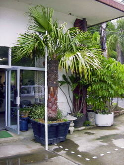 Large Container Planting Examples / Delivery Example #2