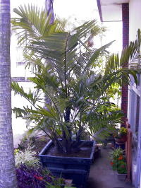 Large Container Planting Examples / Kurotsugu Palm #3