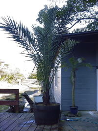 Large Container Planting Examples / Delivery Example #4