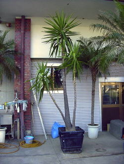 Large Container Planting Examples / Delivery Example #5