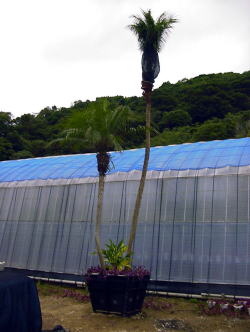 Large Container Planting Examples / Shinno Palm #6