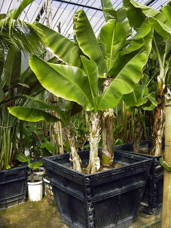 Large Container Planting Examples / Delivery Example #7