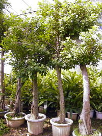 Large Container Planting Examples / Delivery Example #8