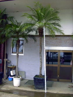 Large Container Planting Examples / Shinno Palm #9