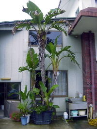 Large Container Planting Examples / Delivery Example #10