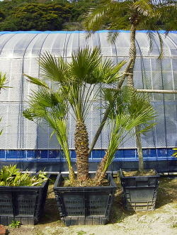 Large Container Planting Examples / Chamaerops #11