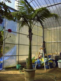 Large Container Planting Examples / Kentia Palm #12