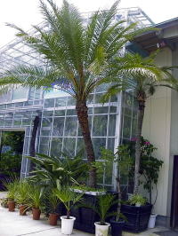 Large Container Planting Examples / Delivery Example #13