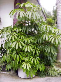 Large Container Planting Examples / Delivery Example #14