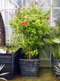 Large Container Planting Examples / Delivery Example #15