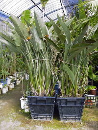 Large Container Planting Examples / Delivery Example #16