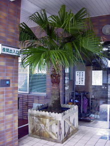 Large Container Planting Examples / Delivery Example #2