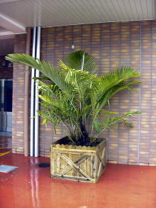 Large Container Planting Examples / Kurotsugu Palm #3