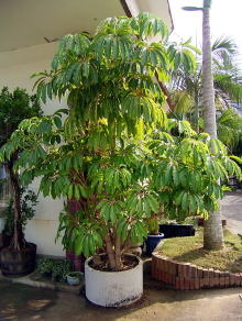 Large Container Planting Examples / Delivery Example #4