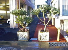 Large Container Planting Examples / Delivery Example #6