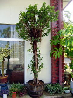 Large Container Planting Examples / Delivery Example #7