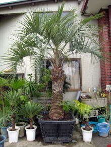 Large Container Planting Examples / Cocos Palm #8