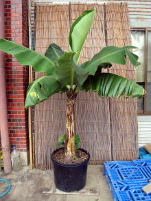 Large Container Planting Examples / Delivery Example #9