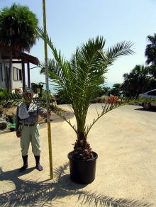 Large Container Planting Examples / Canary Palm #10