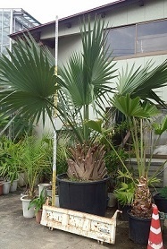 Large Container Planting Examples / Sabal Palm #12